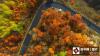 　 2016年10月18日，中国北京，北京怀柔区喇叭沟门原始森林，五彩的秋叶为山林披上炫丽的外衣。