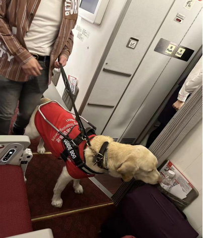 导盲犬与主人的乘机之旅｜海航航空旗下首都航空真情相伴，爱心护航
