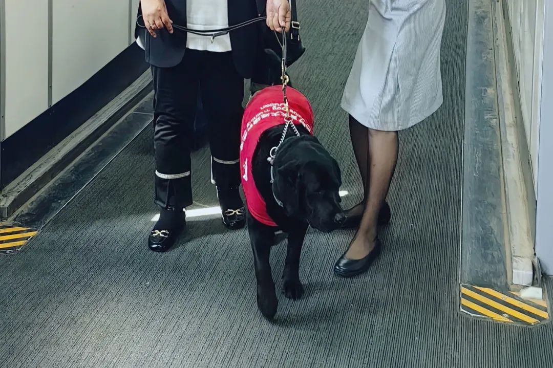 长安航空暖心保障盲人旅客和导盲犬无忧乘机