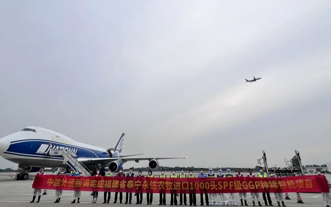 美国国家航空波音747载1000头种猪抵达武汉机场