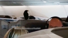 世界最大客机飞国际长途 飞12小时机舱内突然出现一只小鸟