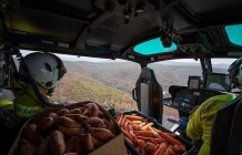 大火肆虐澳大利亚袋鼠挨饿 直升机向其投放胡萝卜和红薯
