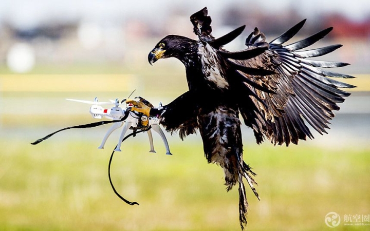 potd-eagle-drone_3590495k