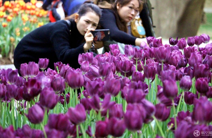  2017年春节期间，广西南宁青秀山30多万株郁金香引来众多游客