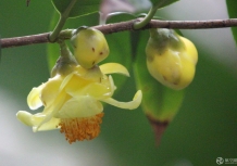 这朵花真神奇！神似孙悟空又像小公主和小王子