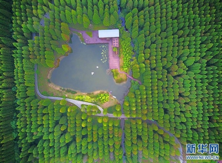 航拍江苏黄海海滨国家森林公园 满目苍翠美如画 