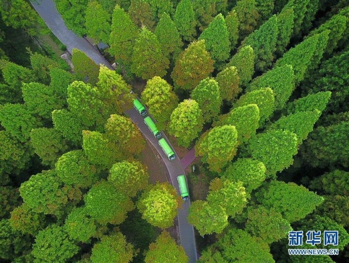 航拍江苏黄海海滨国家森林公园 满目苍翠美如画 