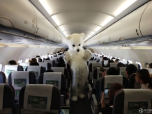 红土航空开展“如果我是北极熊”机上环保主题活动