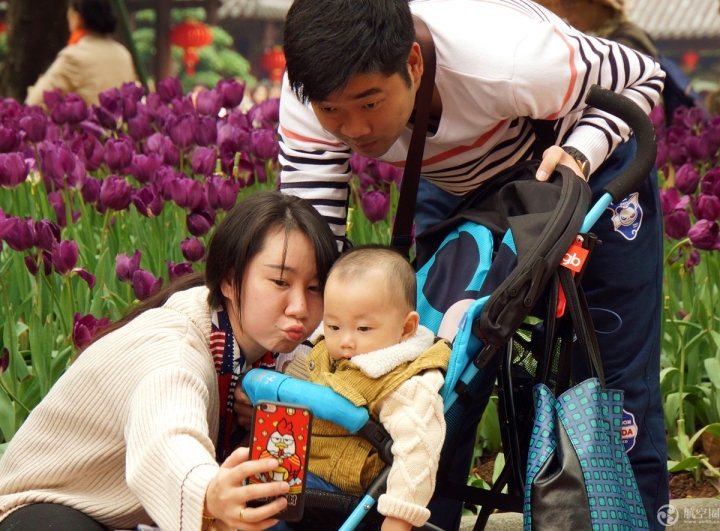 2017年春节期间，广西南宁青秀山30多万株郁金香引来众多游客。