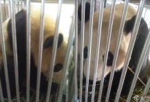 2只熊猫乘飞机落武汉“歇脚”  开舱通风 还拍“旅行照”