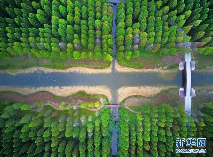 航拍江苏黄海海滨国家森林公园 满目苍翠美如画 