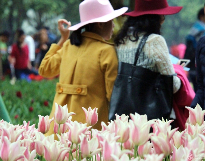  2017年春节期间，广西南宁青秀山30多万株郁金香引来众多游客
