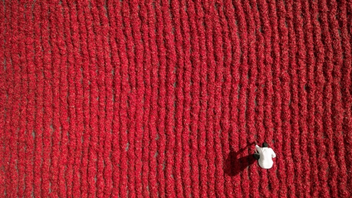 印度贡土尔一位农民正在采摘红辣椒。