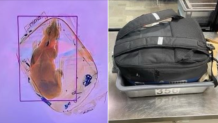 女子将一条狗装在行李包 机场安检过X光机被扫描发现