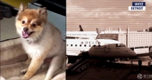 达美航空运送一只小狗时出现意外 中途死亡