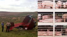 小飞机高速路上紧急着陆撞上拉猪车