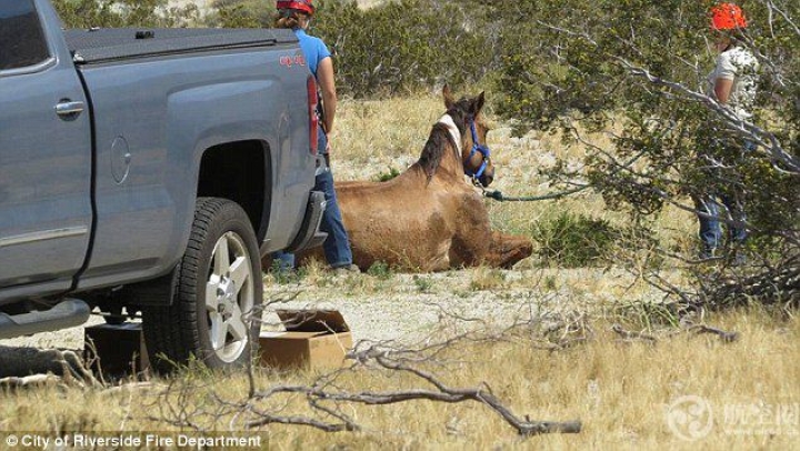 美国用直升机救马