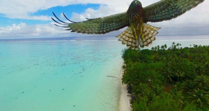 法属波利尼西亚一只好奇的鸟正靠近无人机一探究竟。