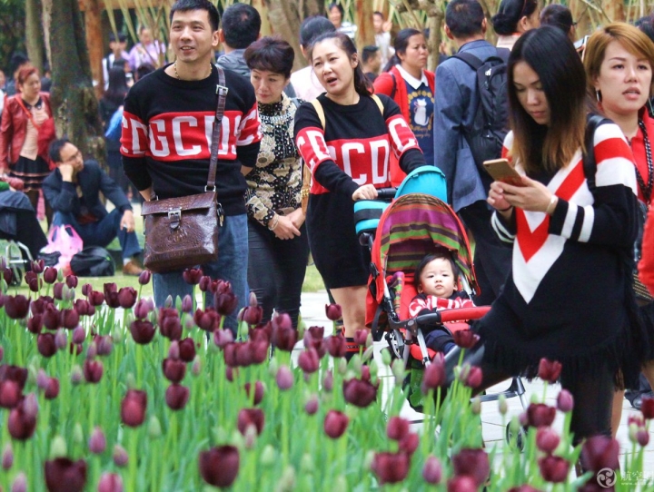  2017年春节期间，广西南宁青秀山30多万株郁金香引来众多游客